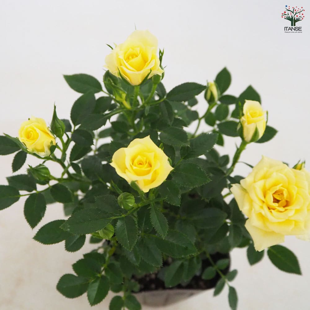 花薔薇のレースの卓上パーテーションミニ3連 パール付3Dローズレース 30cm ◇Little Anne リトルアン◇薔薇雑貨