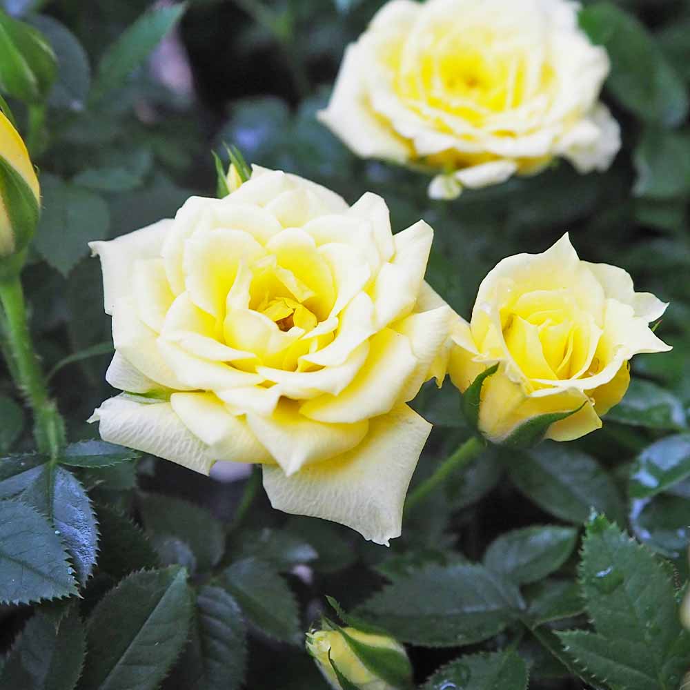 ミニ薔薇 イエローフェスティバル 【花木苗 3号】