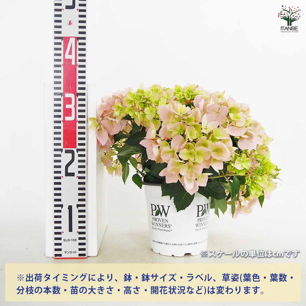 ラグランジア クリスタルヴェール2 ピンク 【花苗 5号／1個売り