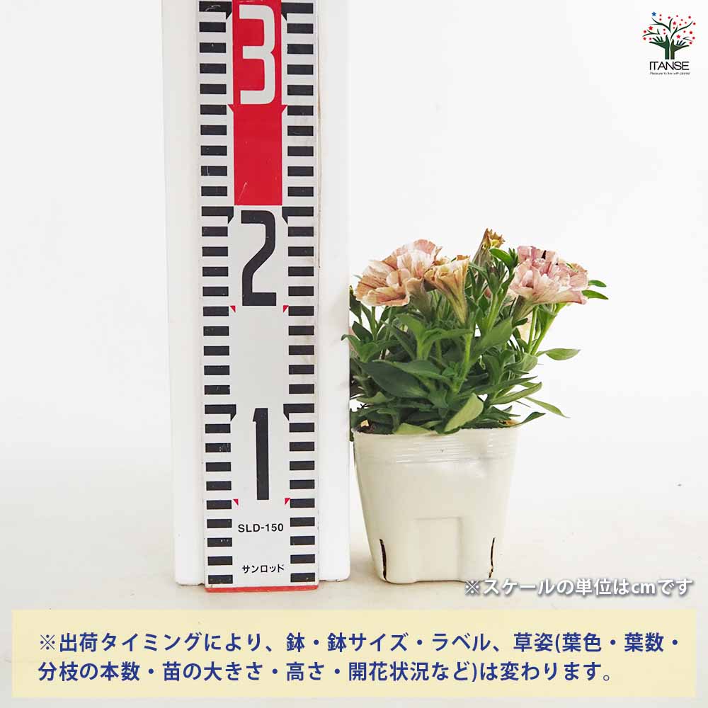 ペチュニア ジュリエット 桜モダン 【花苗 3.5号】｜ 【植物の