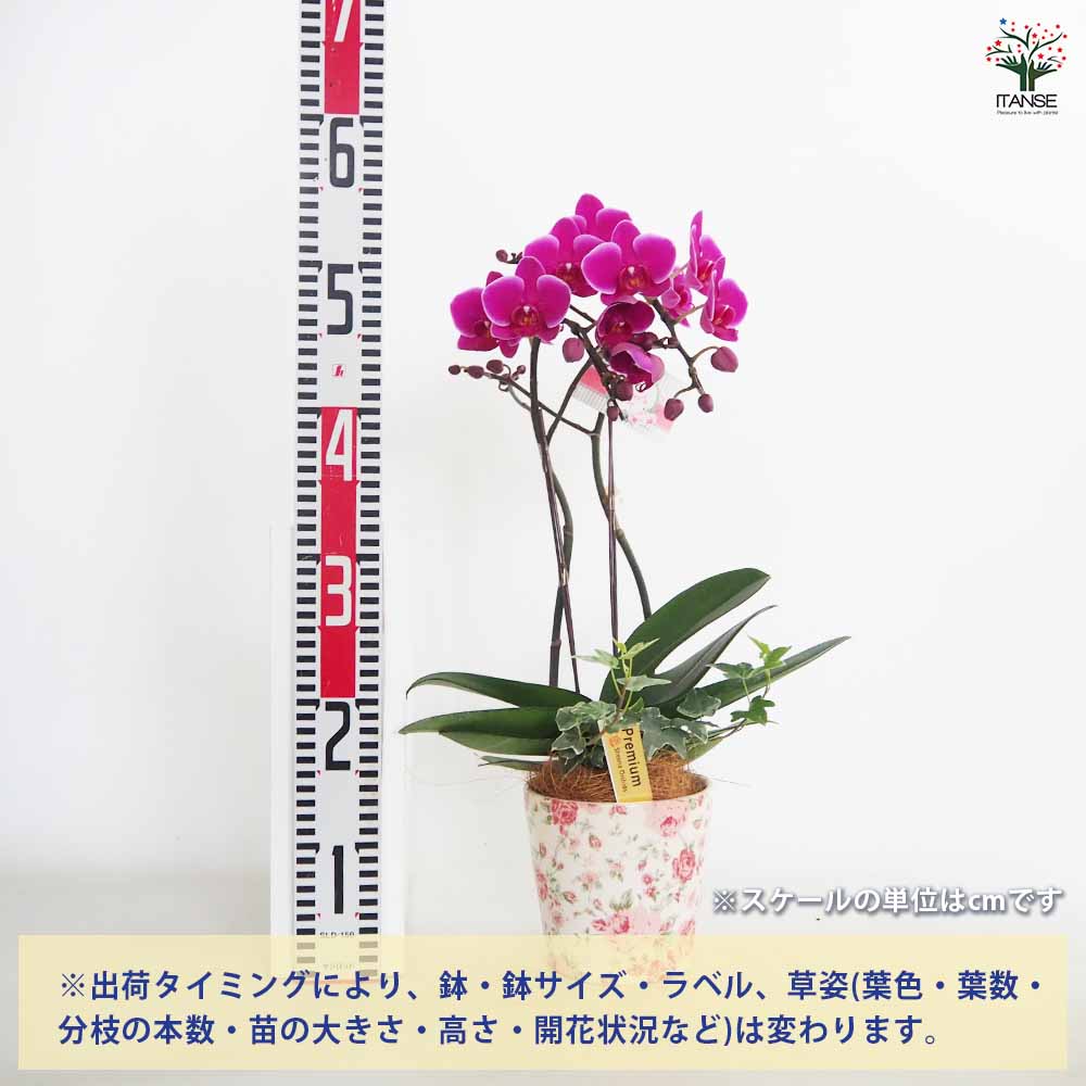 胡蝶蘭 大きめ 陶器鉢 楽天市場】テーブル 胡蝶蘭 3本立 4.5号 陶器鉢 ピンク/花 ギフト