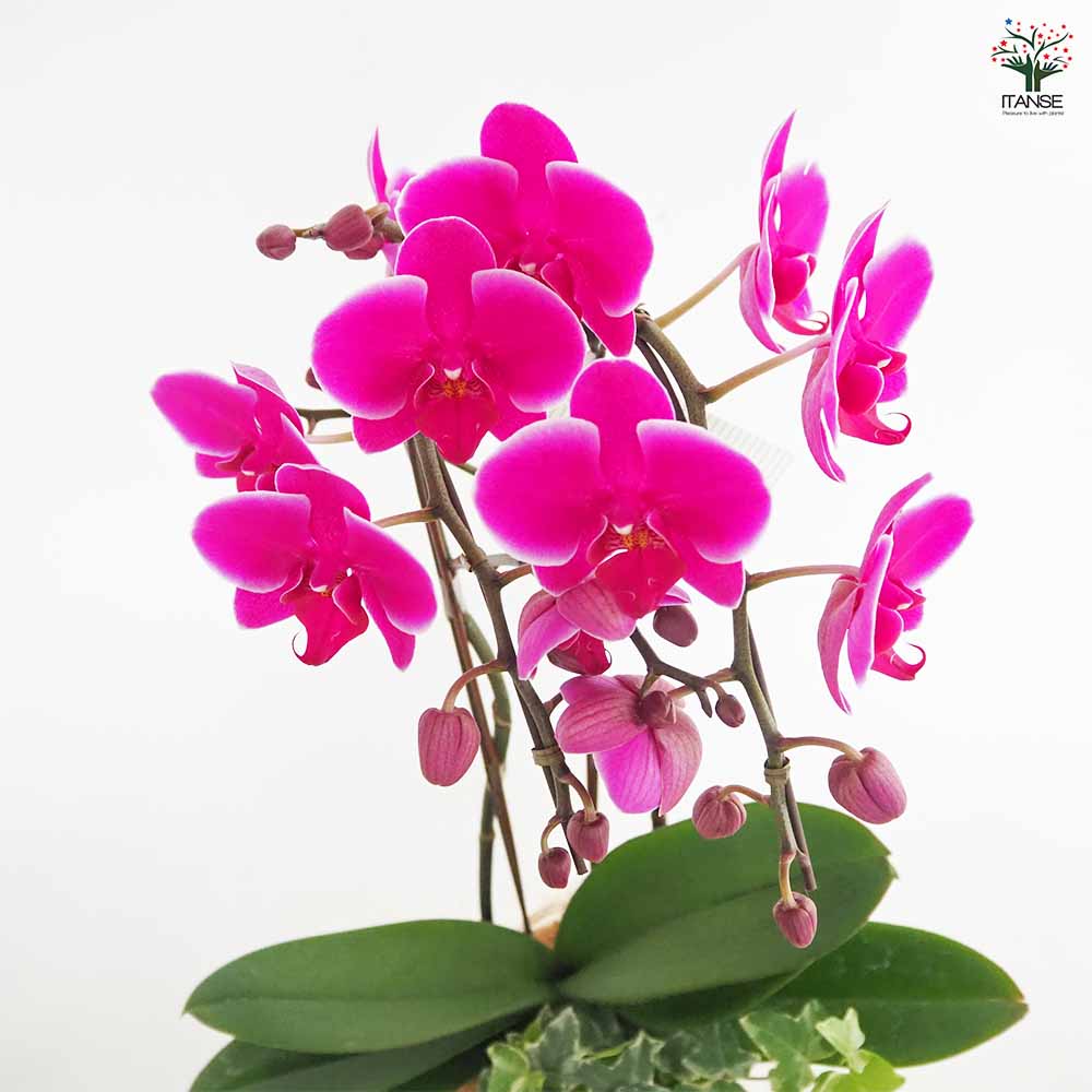 胡蝶蘭 MIX 花模様陶器鉢 【花苗 4.5号／1個売り】｜ 【植物の