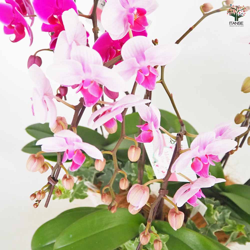 胡蝶蘭 MIX 花模様陶器鉢 【花苗 4.5号／1個売り】｜ 【植物の