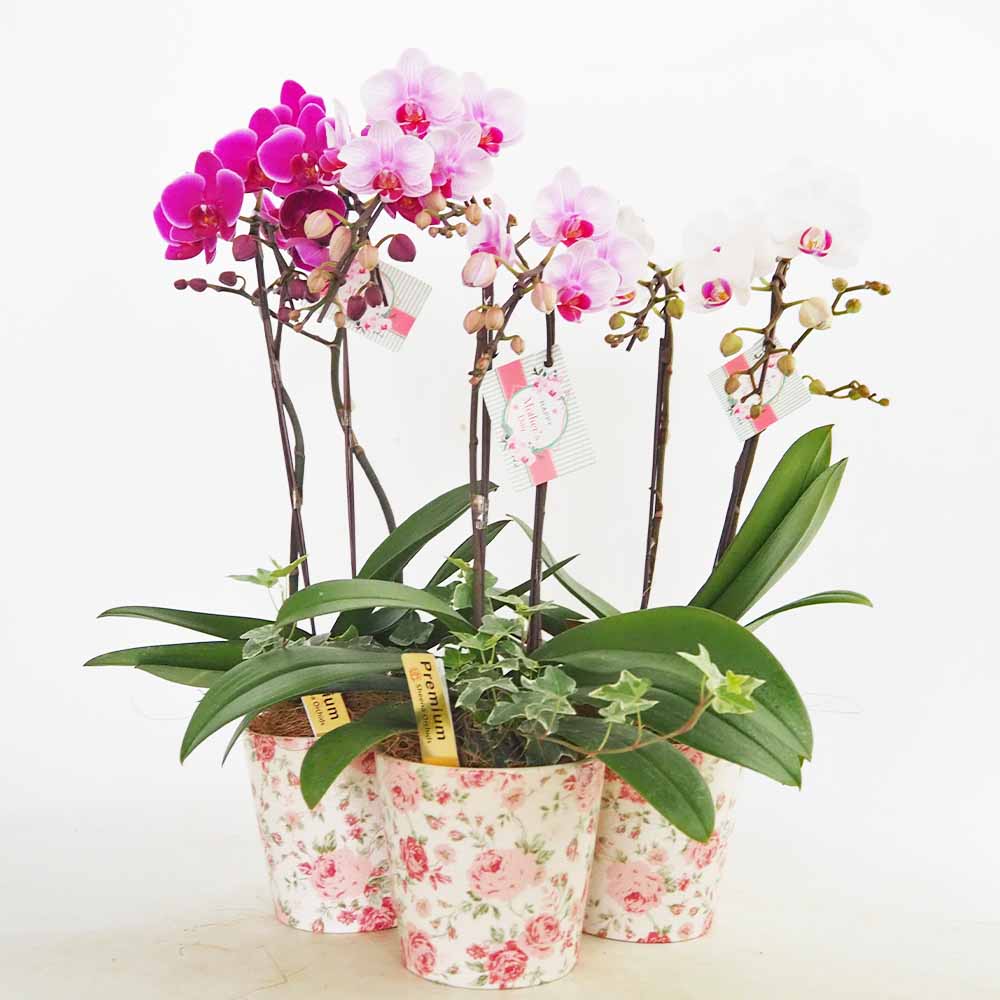 胡蝶蘭 MIX 花模様陶器鉢 【花苗 4.5号／1個売り】｜ 【植物の