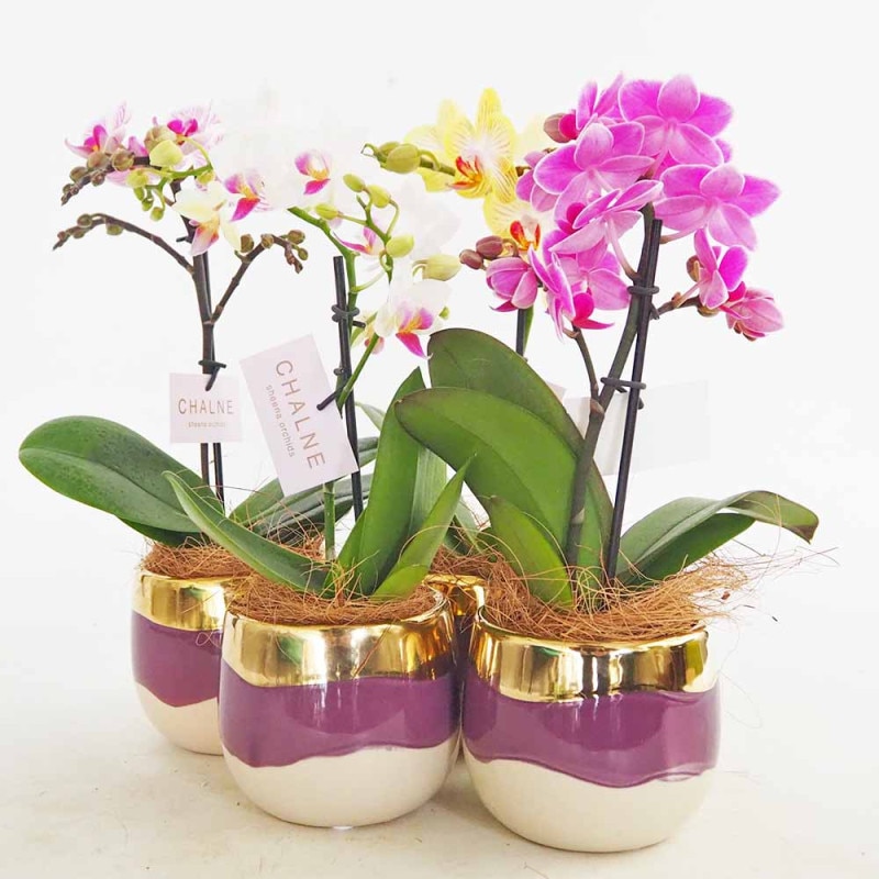 胡蝶蘭 MIX 花模様陶器鉢 【花苗 4.5号／1個売り】｜ 【植物の