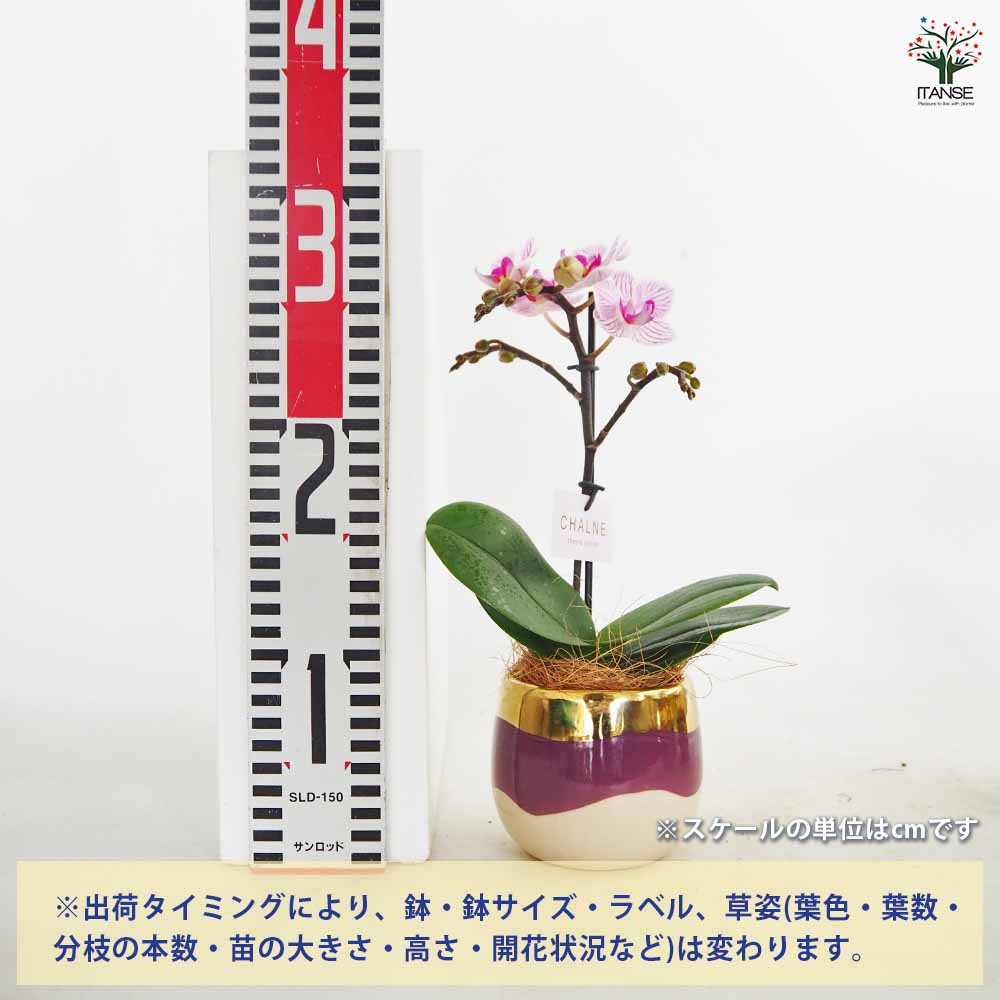 胡蝶蘭 ミディMIX シャルネ鉢 【花苗 3号／1個売り】｜ 【植物の