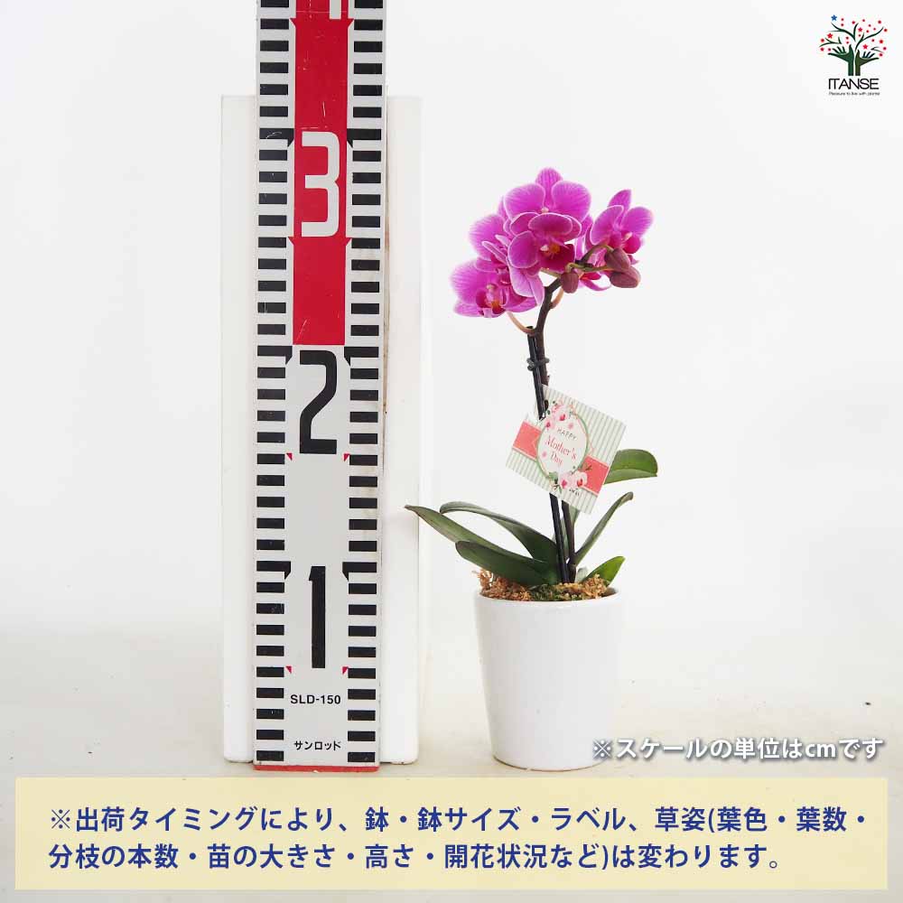 胡蝶蘭 ミディMIX 陶器鉢(母の日ラッピング) 【花苗 2.5号／1個売り