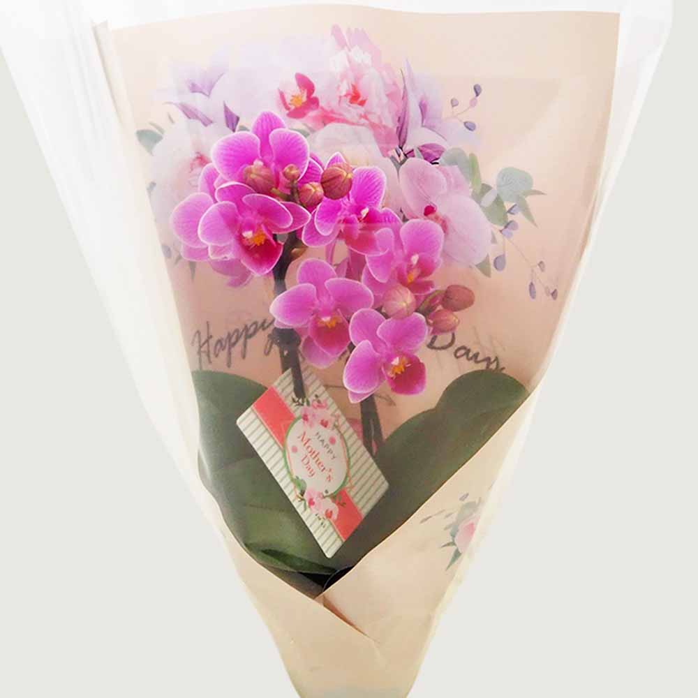 胡蝶蘭 ミディMIX 陶器鉢(母の日ラッピング) 【花苗 2.5号／1個売り