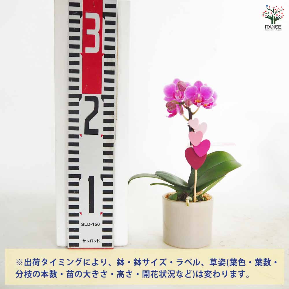 胡蝶蘭 ミディMIX 陶器鉢(ハート串) 【花苗 2.5号／1個売り】｜ 【植物