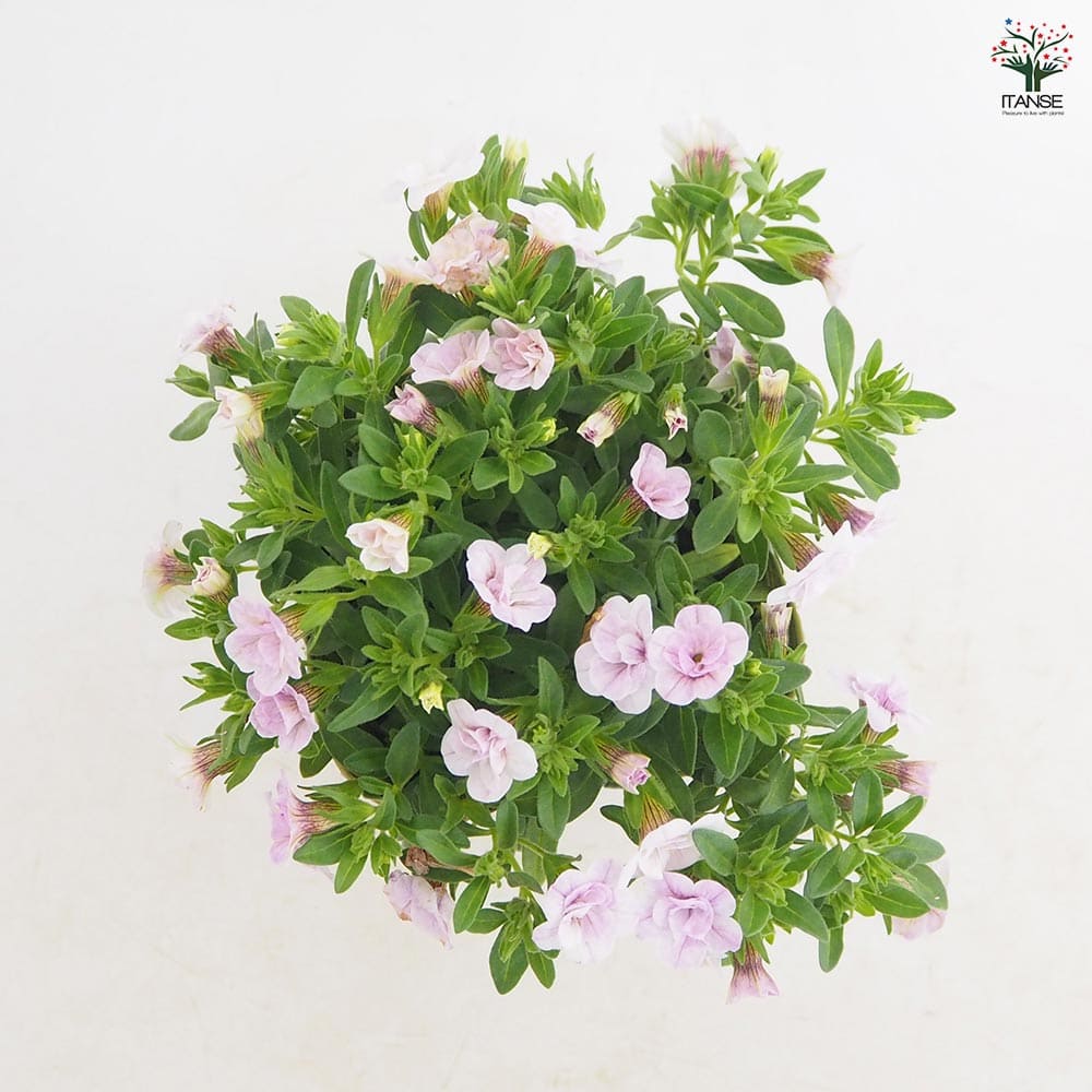 カリブラコア スリーピングビューティー 【花苗 3.5号】｜ 【植物の