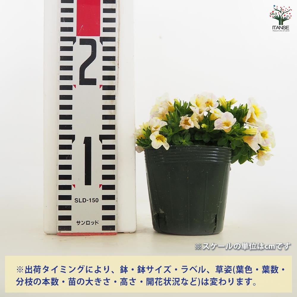 カリブラコア セレスティン 【花苗 3.5号】｜ 【植物のITANSE