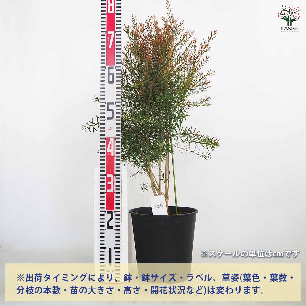 メラレウカ レッドジェム 【花木苗 6号／1個売り】｜ 【植物の