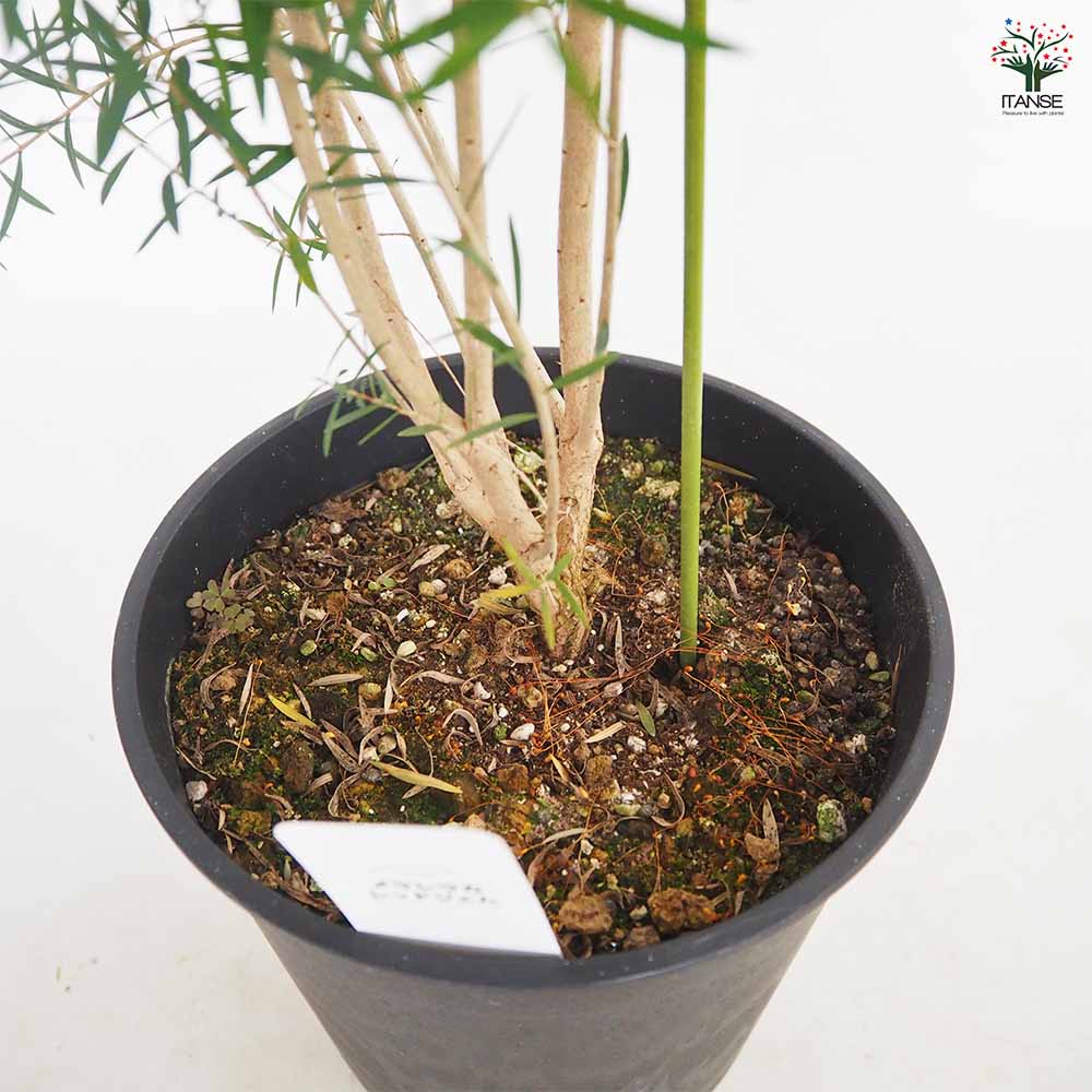 観葉植物　メラレウカRジェム メラレウカ「レッドジェム」 販売