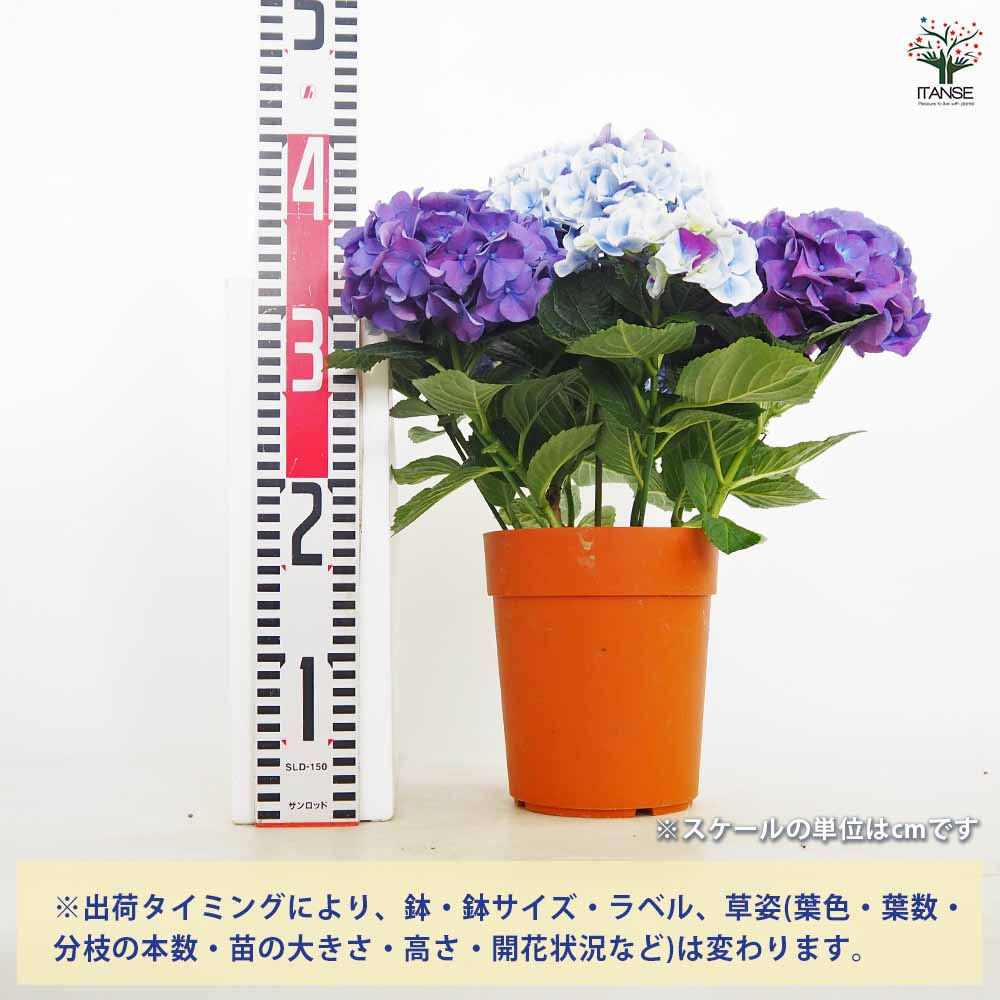 アジサイ ホットチボリ マーブルブルー 【花木苗 5号／1個売り