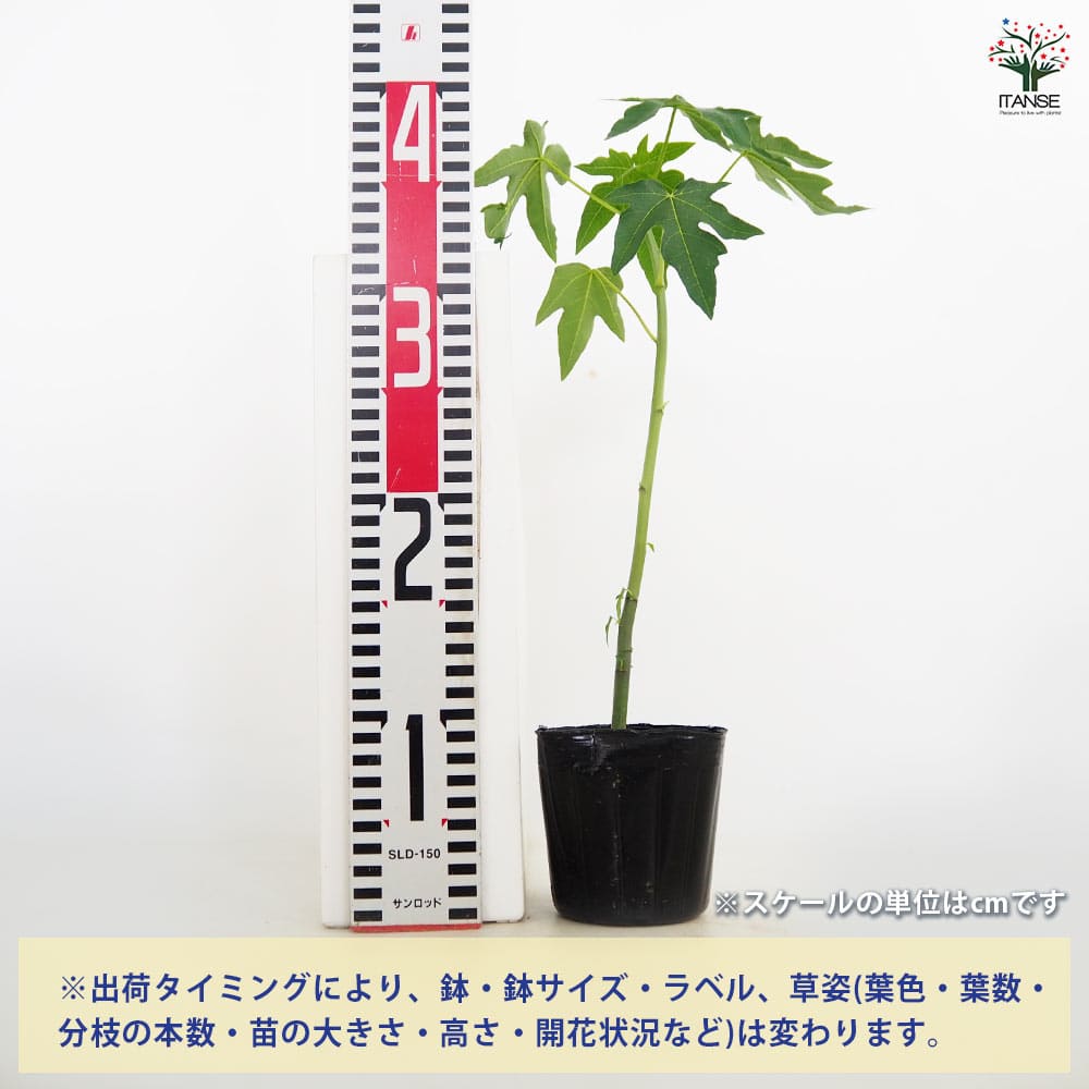 ハワイ種 苗 100本 無農薬 送料無料 パパイヤの苗 ハワイオウロ 【果樹の苗 3.5号】｜ 【植物の
