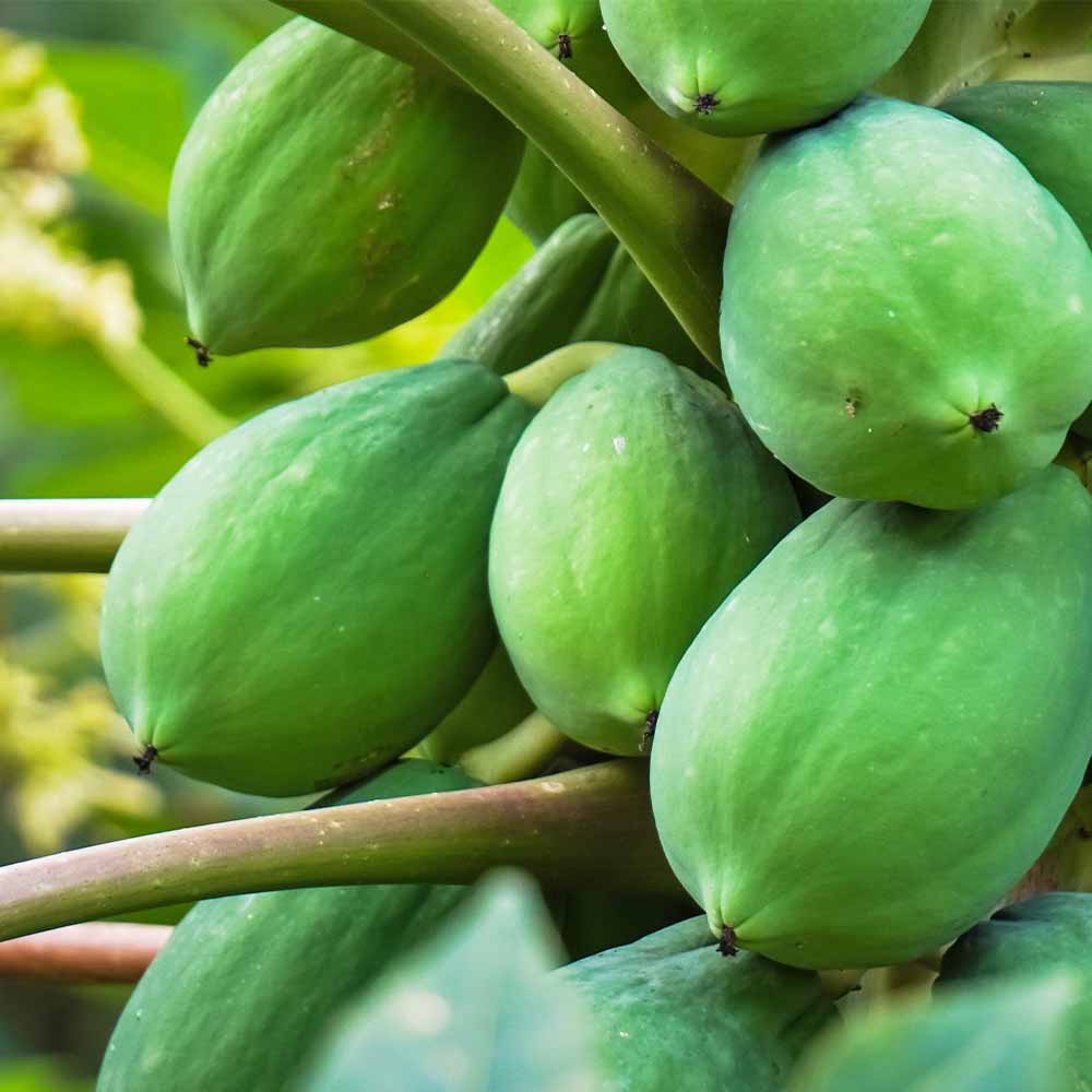 ハワイ種 苗 100本 無農薬 送料無料 パパイヤの苗 ハワイオウロ 【果樹の苗 3.5号】｜ 【植物の