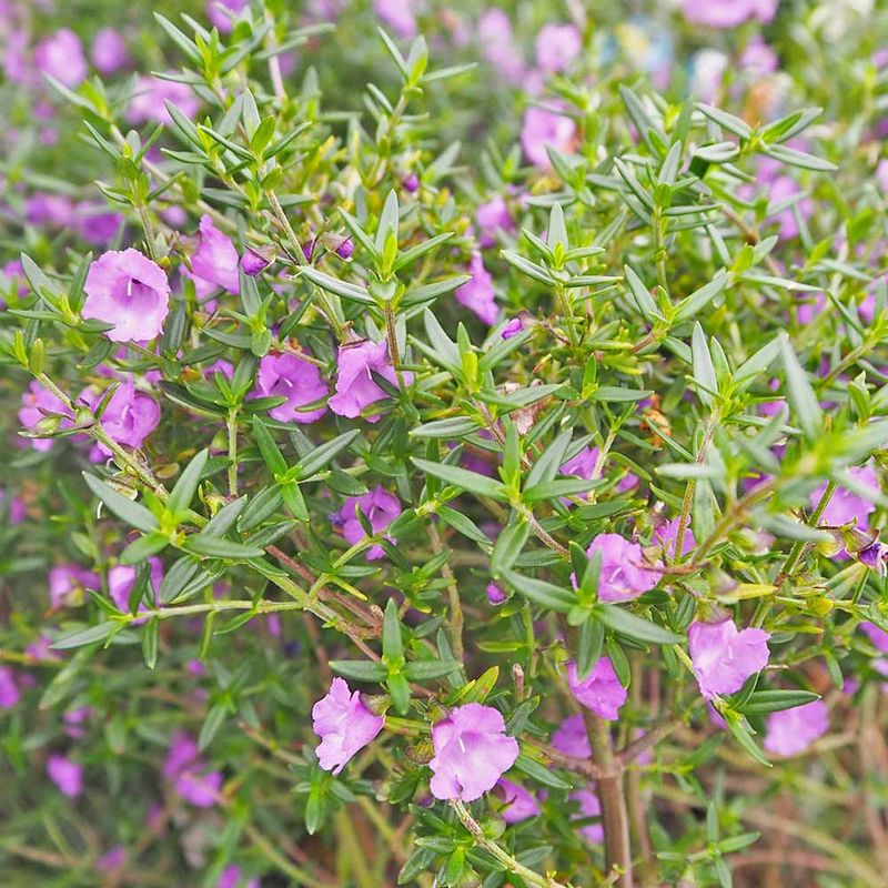 ストレリチア レギネ(極楽鳥花) 【観葉植物 6号】｜ 【植物の