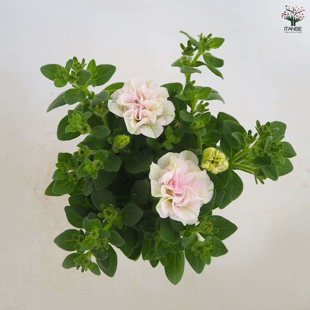 ペチュニア エクラン ピュアポーション 【花苗 3号】｜ 【植物の