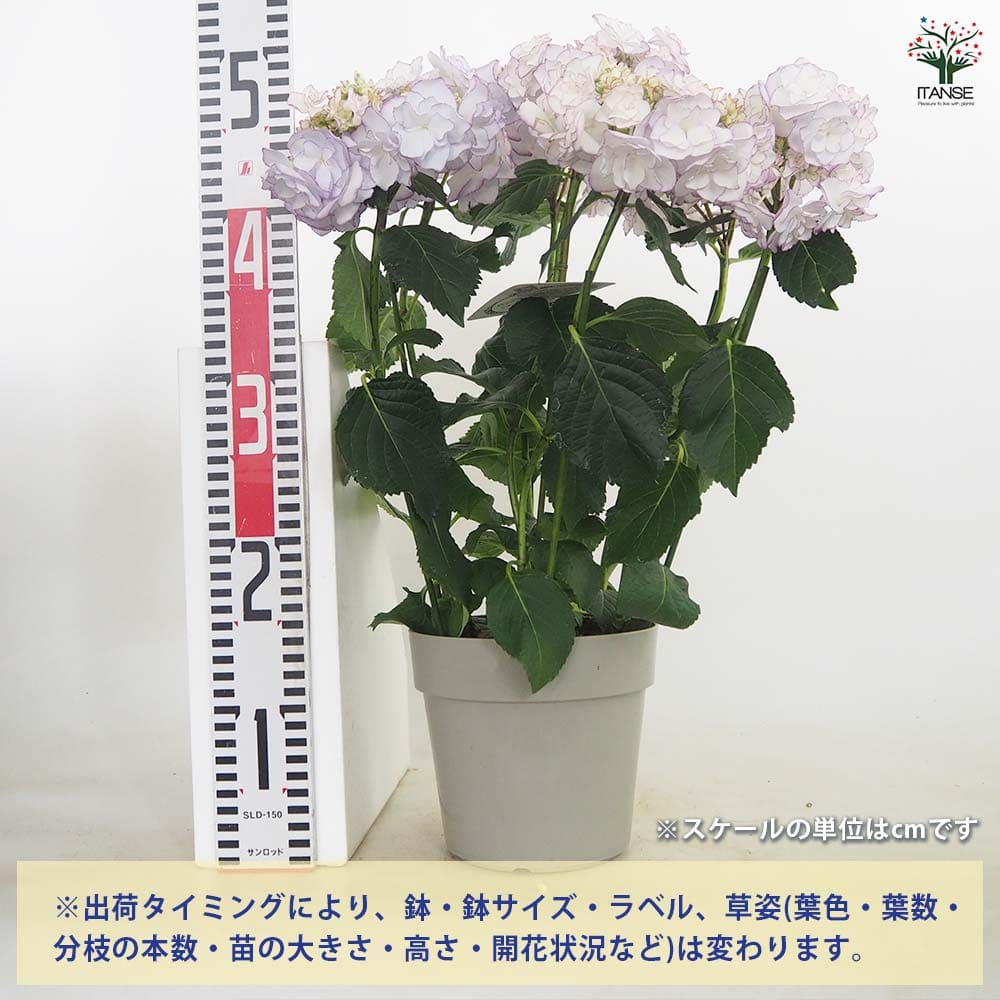 ケイコ。ページ アジサイ KEIKO(ケイコ)ブルー 【花木苗 5号／1個売り】｜ 【植物の