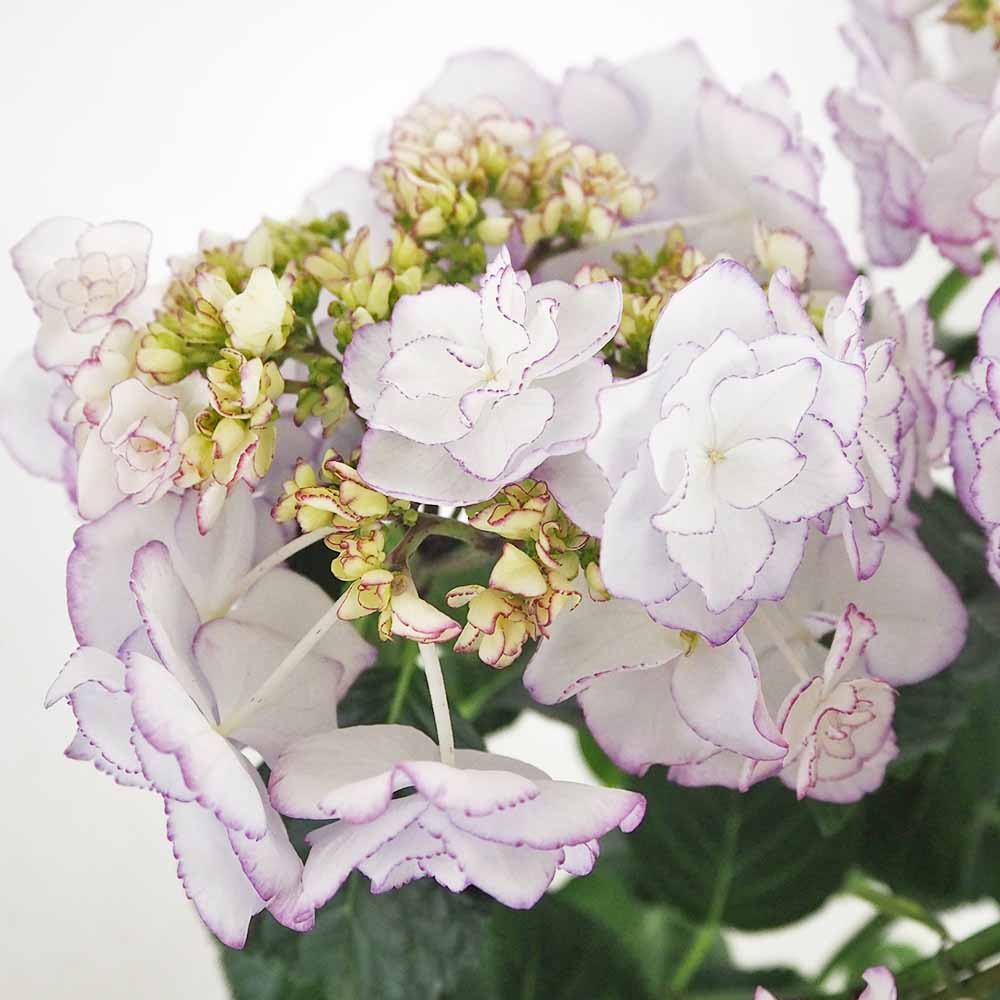 ケイコ。ページ アジサイ KEIKO(ケイコ)ブルー 【花木苗 5号／1個売り】｜ 【植物の