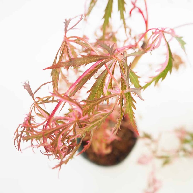観葉植物 ワシントンヤシ 【観葉植物 8号／1個売り】｜ 【植物の
