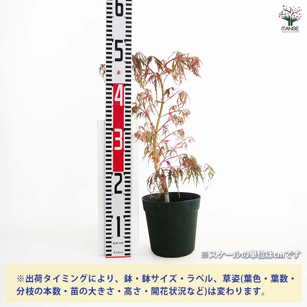 モミジ(カエデ)の苗木 花纏(ハナマトイ) 【庭木 5号／1個売り