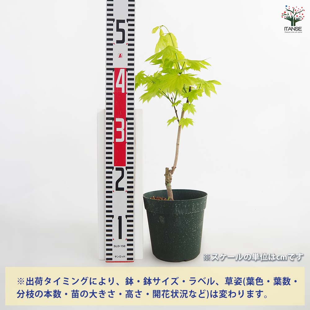 モミジ 黄金板屋 黄金イタヤ 金隠 H1m前後 イロハモミジ ヤマモミジ