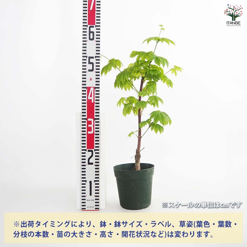 モミジ(カエデ)の苗木 青イタヤ 【庭木 5号／1個売り】｜ 【植物の