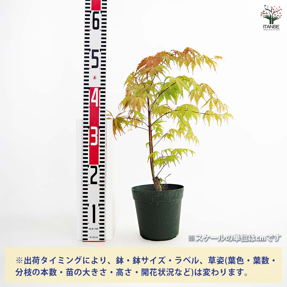 モミジ(カエデ)の苗木 アリアドネ 【庭木 5号／1個売り】｜ 【植物の