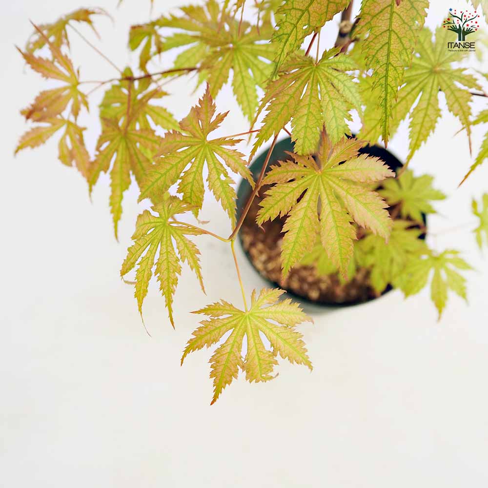 モミジ(カエデ)の苗木 アリアドネ 【庭木 5号／1個売り】｜ 【植物の