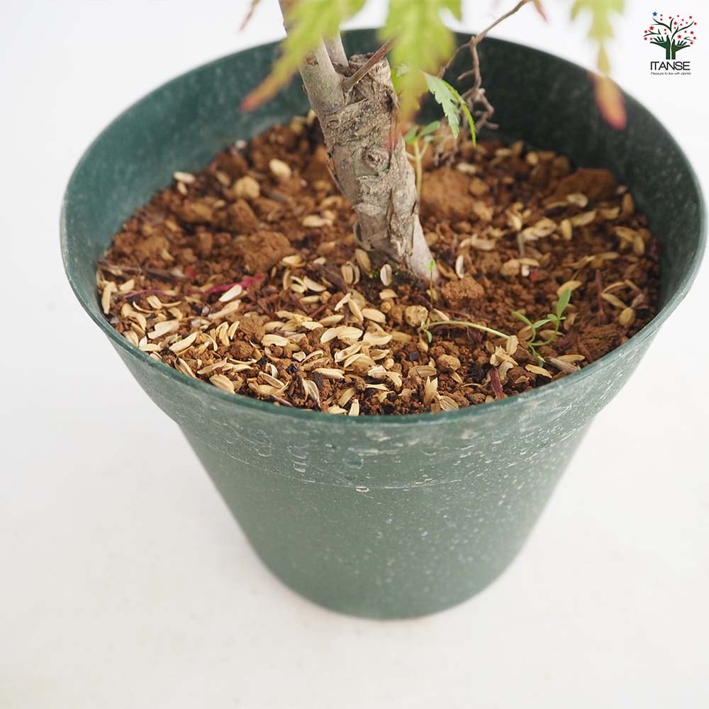 モミジ(カエデ)の苗木 アリアドネ 【庭木 5号／1個売り】｜ 【植物の