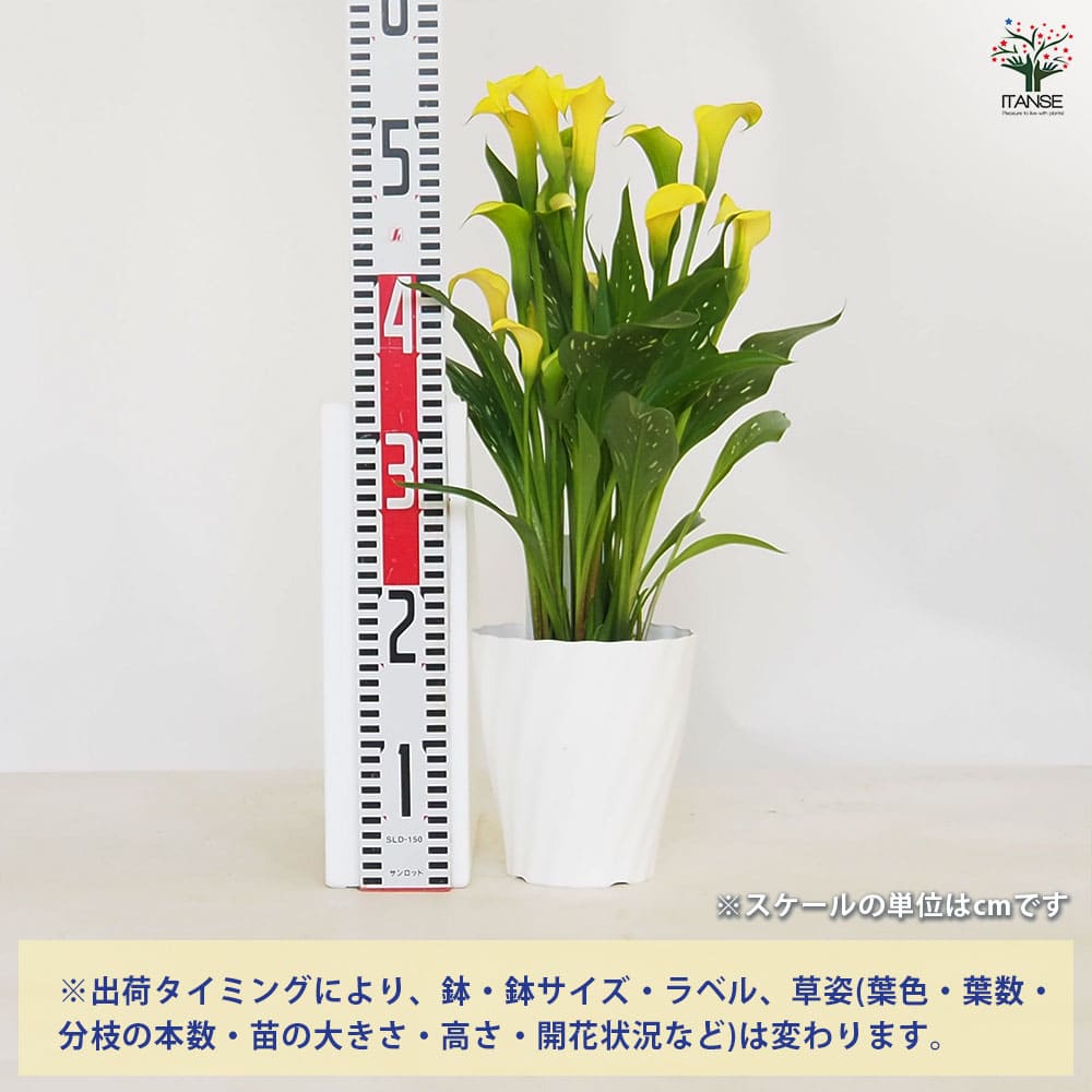 カラー 色見計らい 【花苗 5号】｜ 【植物のITANSE】全品送料
