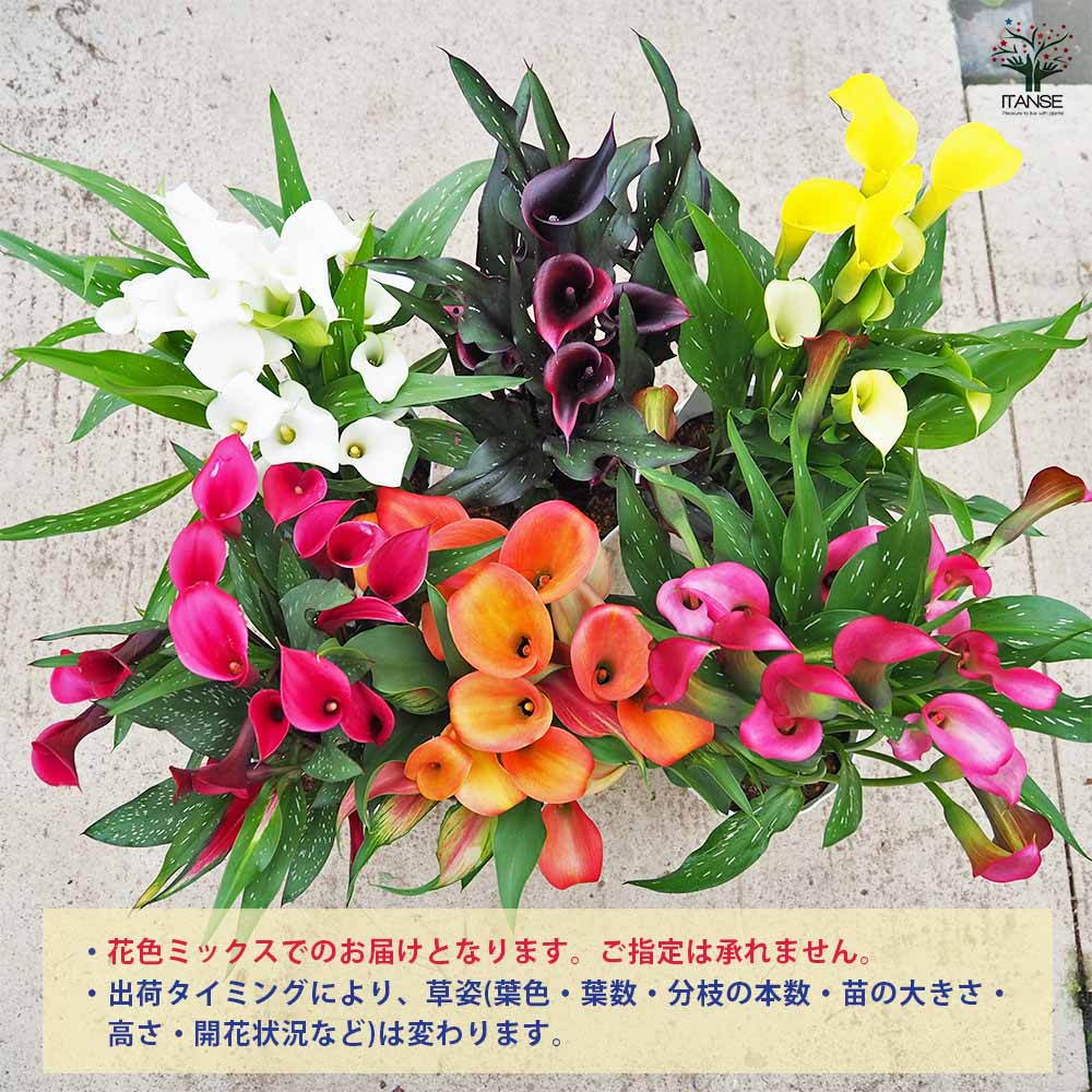 カラー 色見計らい 【花苗 5号】｜ 【植物のITANSE】全品送料