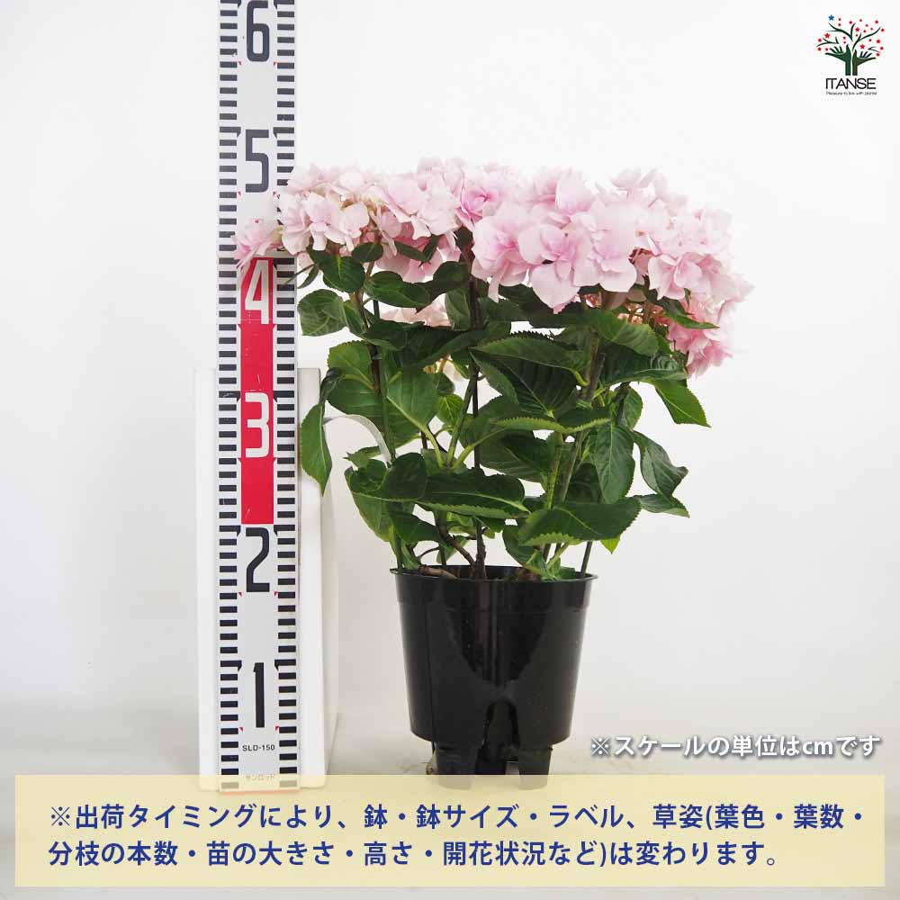 アジサイ ふわり ピンク 【花木苗 5号／1個売り】｜ 【植物の