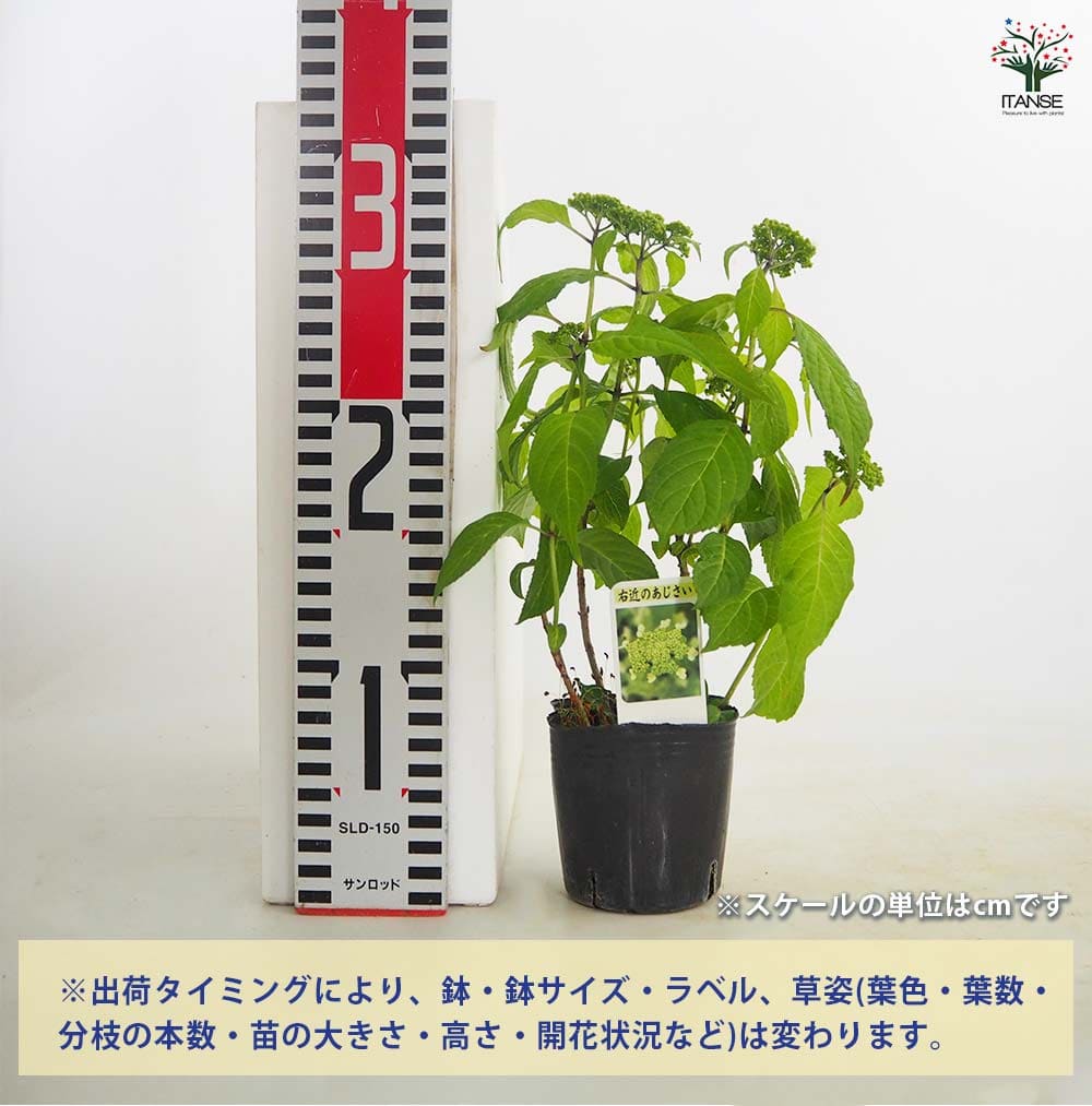 山アジサイ 右近のあじさい 【花木苗 3号／1個売り】｜ 【植物の