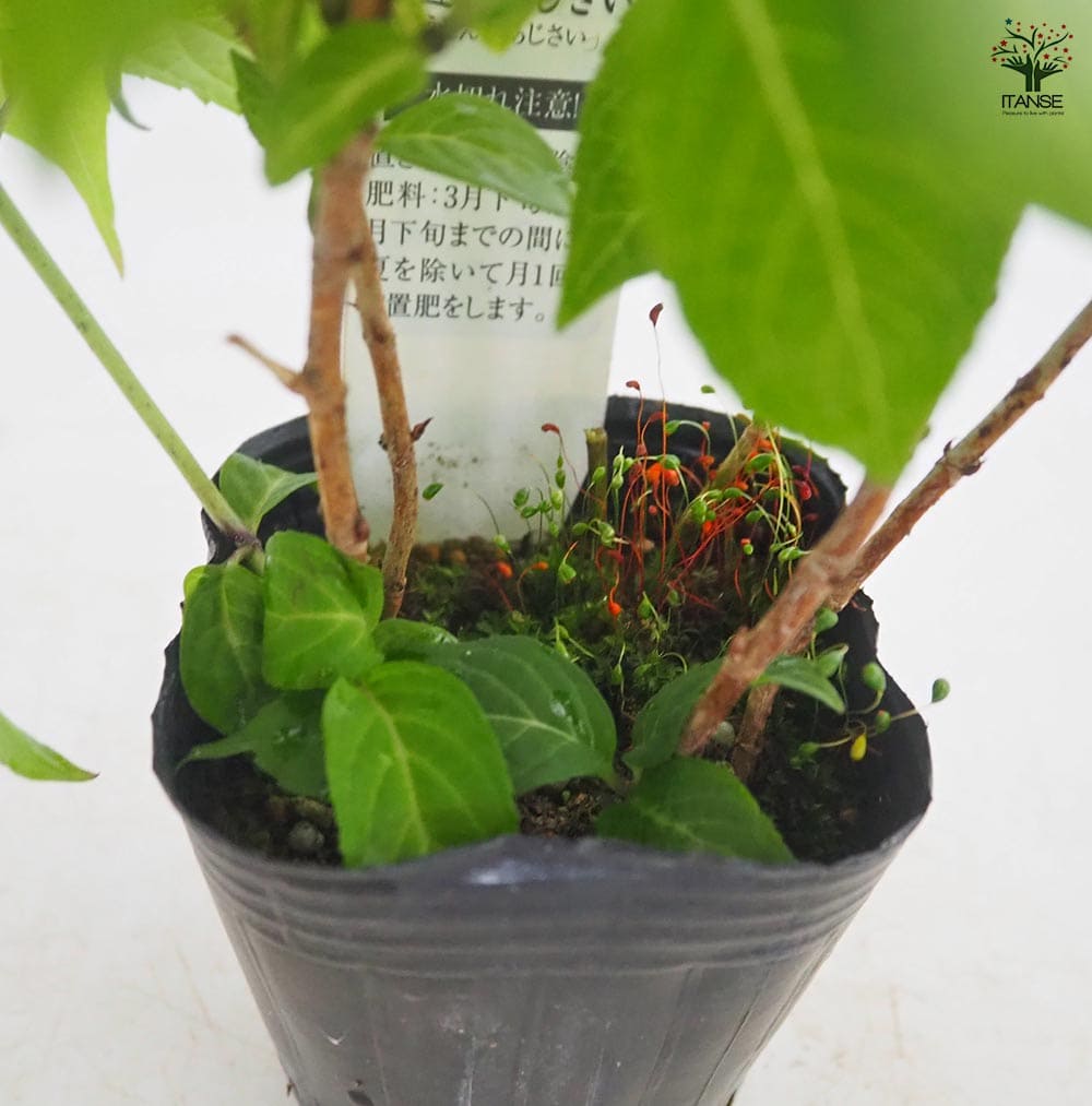 山アジサイ 右近のあじさい 【花木苗 3号／1個売り】｜ 【植物の