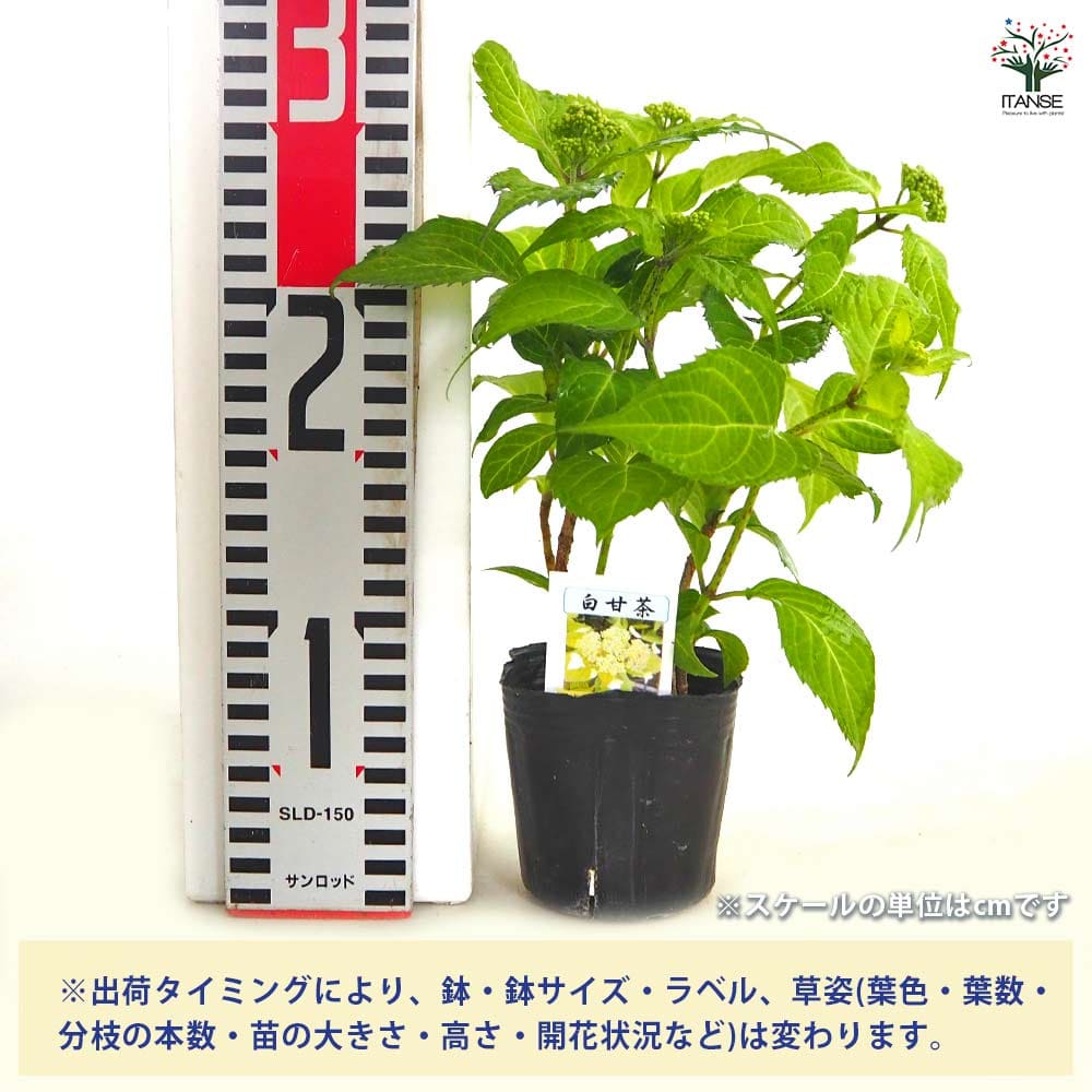【中古】 あなたを守る！植物性食品 / のみ山ハジメ 山アジサイ 白甘茶 【花木苗 3号／1個売り】｜ 【植物のITANSE