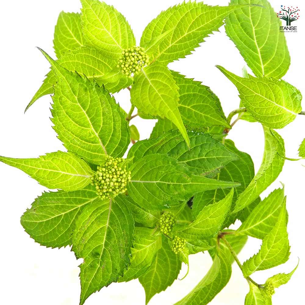 山アジサイ 白甘茶 【花木苗 3号／1個売り】｜ 【植物のITANSE