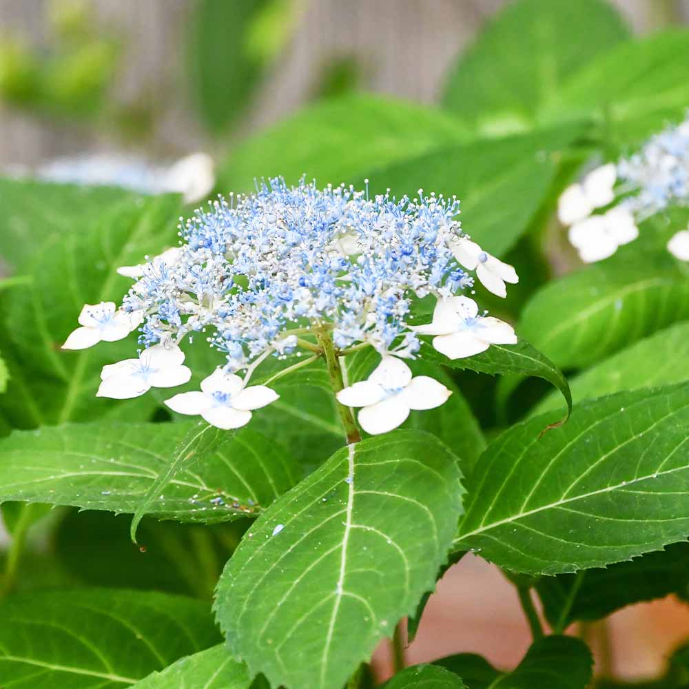 山アジサイ 白甘茶 【花木苗 3号／1個売り】｜ 【植物のITANSE