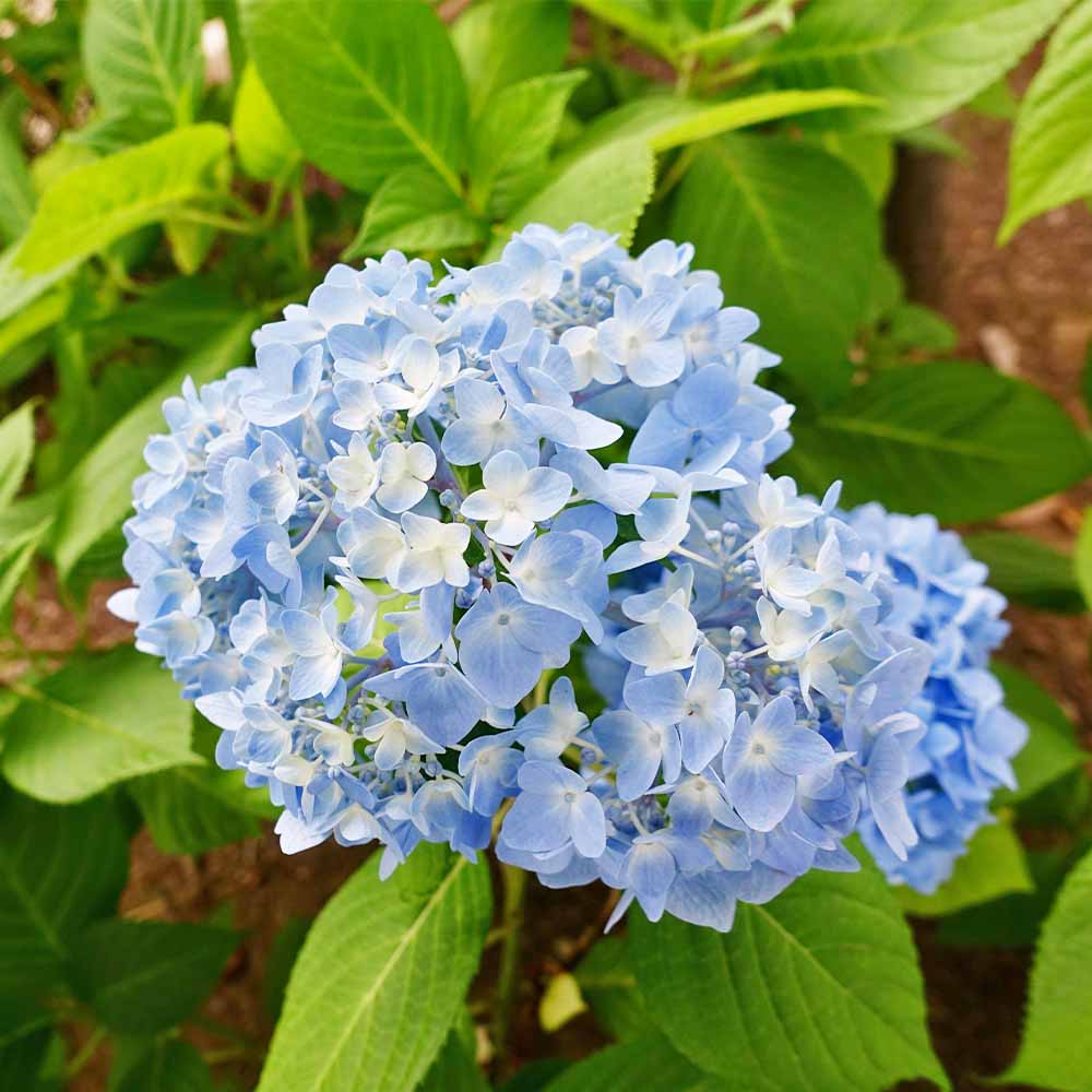 山アジサイ 津江のコデマリ 【花木苗 3号／1個売り】