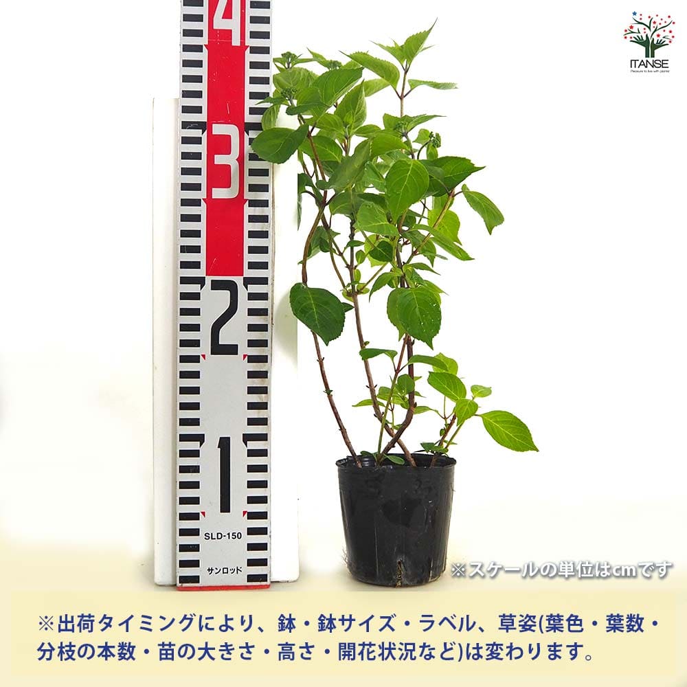 山アジサイ 津江の緑玉 【花木苗 3号／1個売り】｜ 【植物の