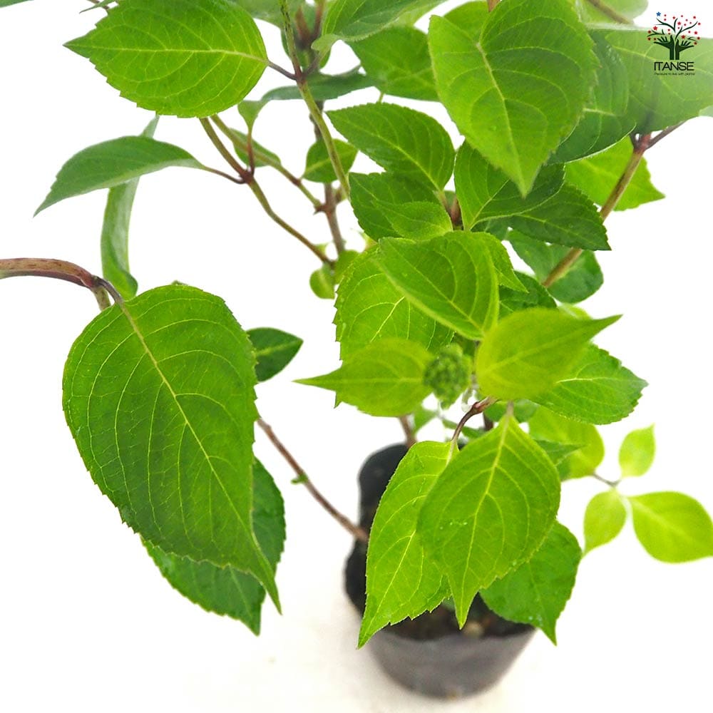 山アジサイ 津江の緑玉 【花木苗 3号／1個売り】｜ 【植物の