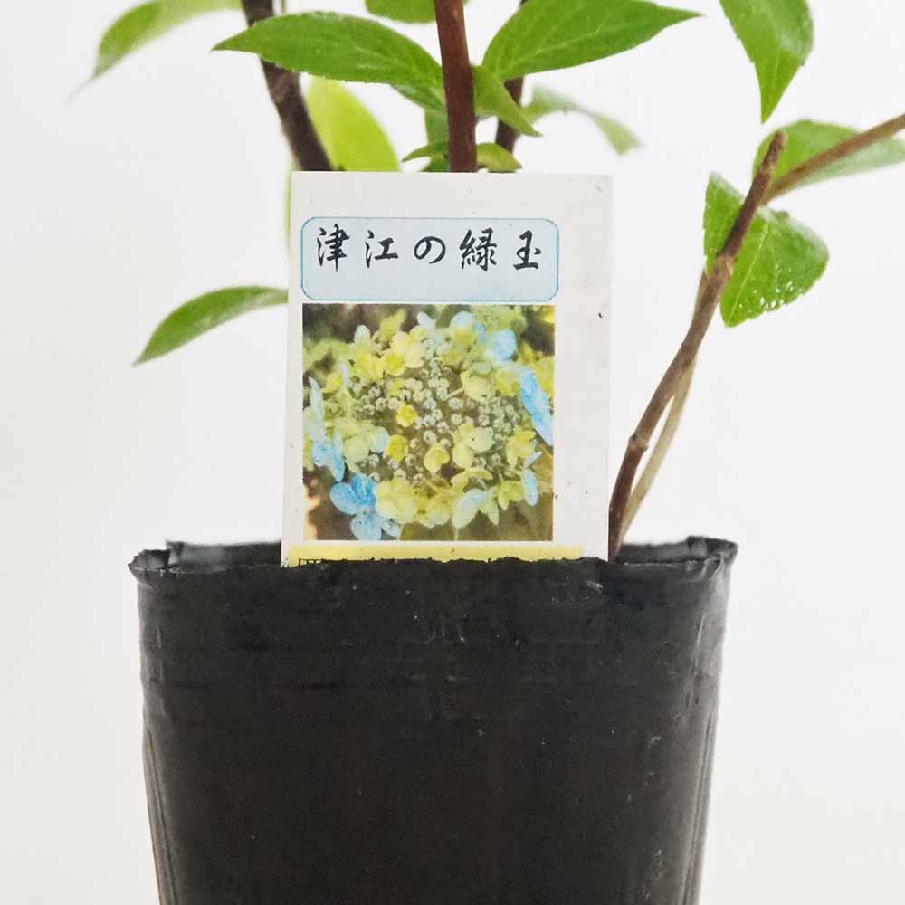 山アジサイ 津江の緑玉 【花木苗 3号／1個売り】