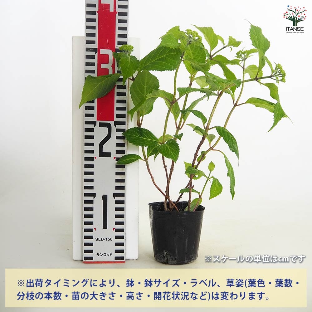 山アジサイ 水色の雨 【花木苗 3号／1個売り】｜ 【植物のITANSE
