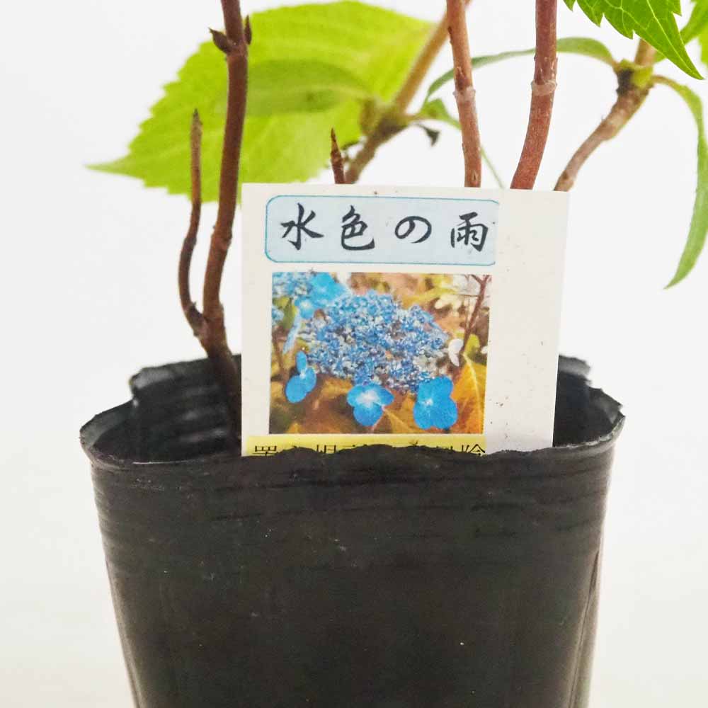 山アジサイ 水色の雨 【花木苗 3号／1個売り】