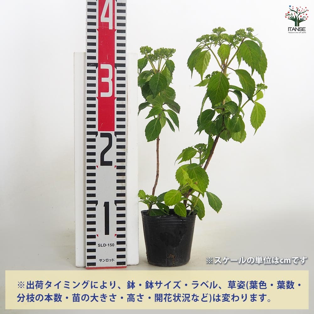 【超超超偶然に取得できた貴重苗木】珍翠グアバ苗木(3年目)：管理C1 山アジサイ 小紅額 【花木苗 3号／1個売り】｜ 【植物のITANSE