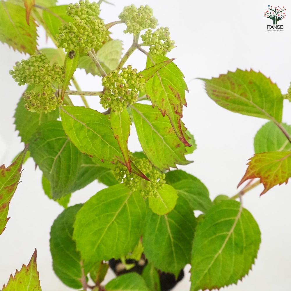 山アジサイ 小紅額 【花木苗 3号／1個売り】｜ 【植物のITANSE