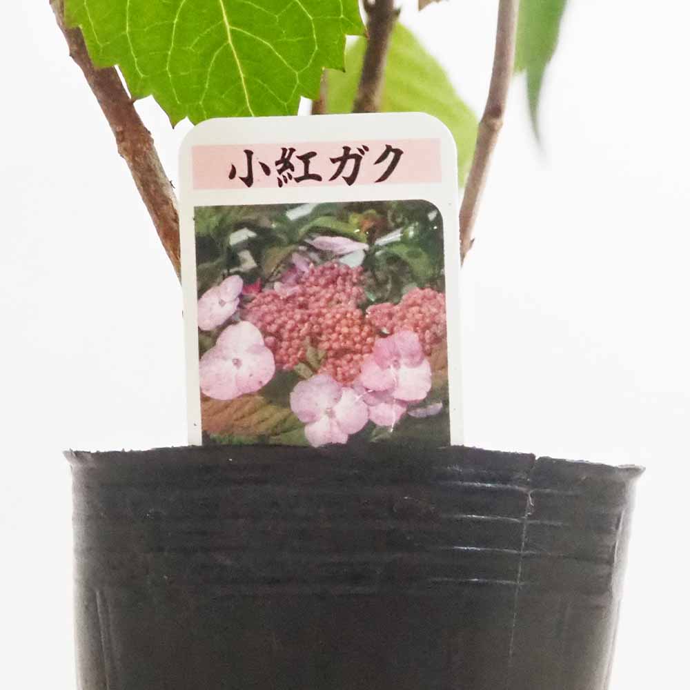 山アジサイ 小紅額 【花木苗 3号／1個売り】