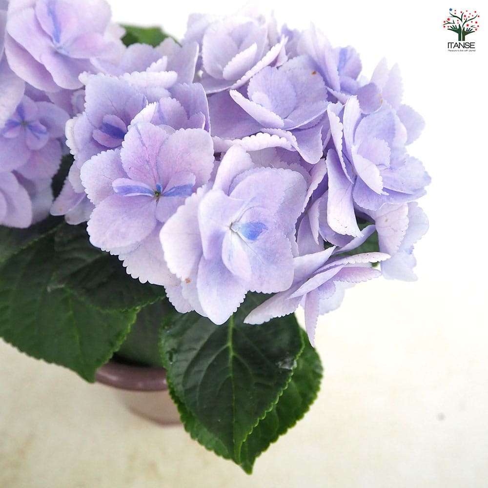 アジサイ メルヴェイユ 【花木苗 4号】｜ 【植物のITANSE】全品