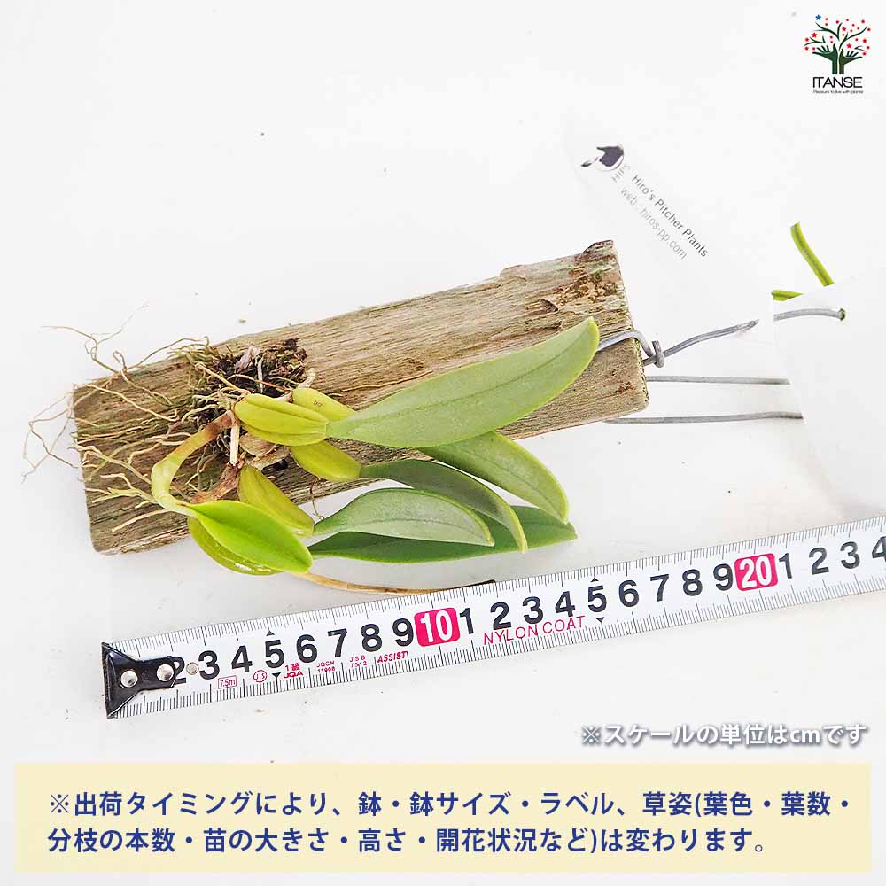 洋ラン バルボフィラム ファッシネイター セミアルバ板付き 【花苗 ／1